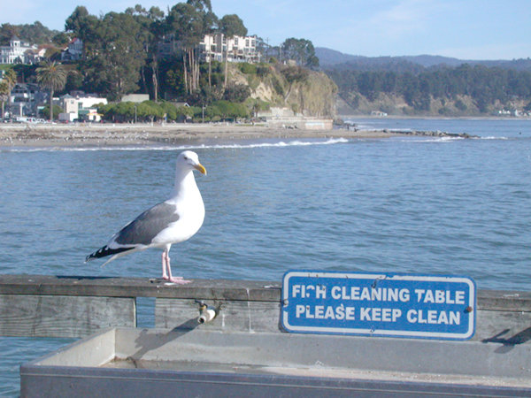 Capitola, CA : Capitola Beach View From Wharf