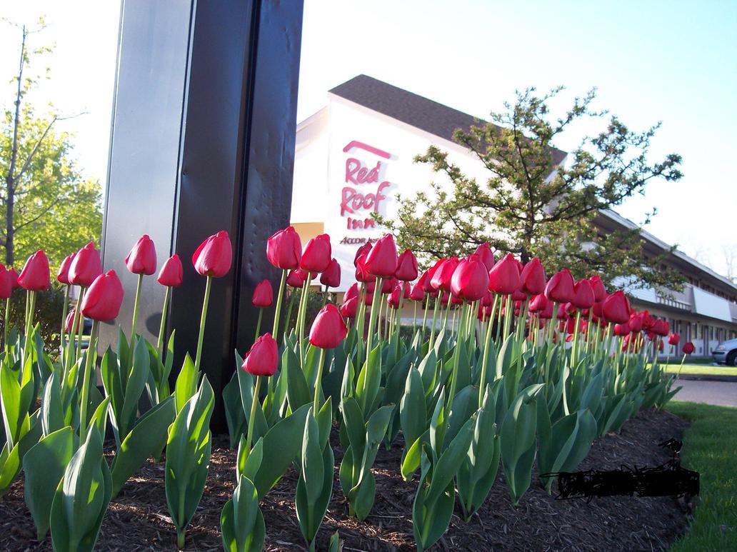 Westlake, OH : Springtime at Red Roof Inns