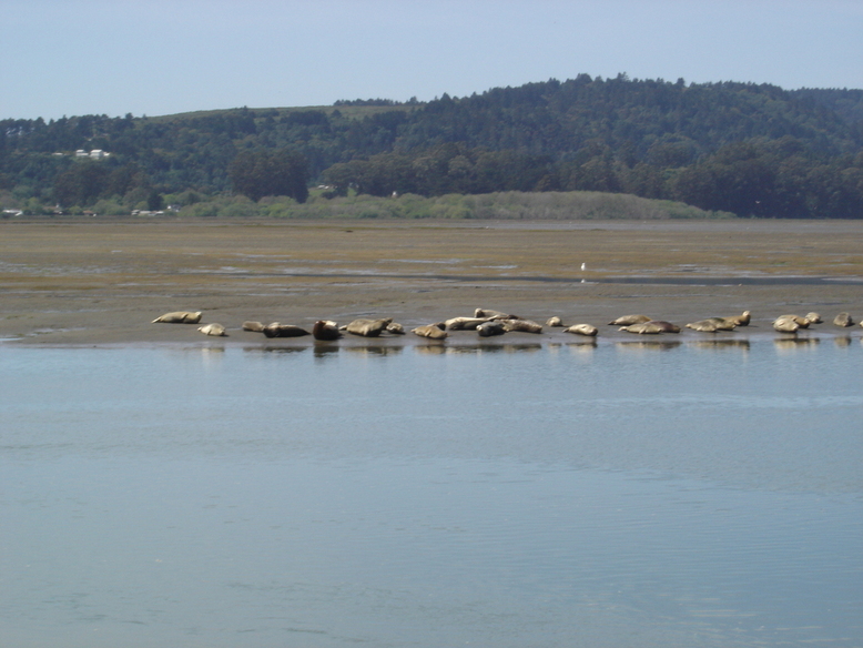 Stinson Beach, CA : Stinson Beach