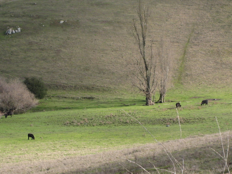 Milpitas, CA : Pastures in east Milpitas