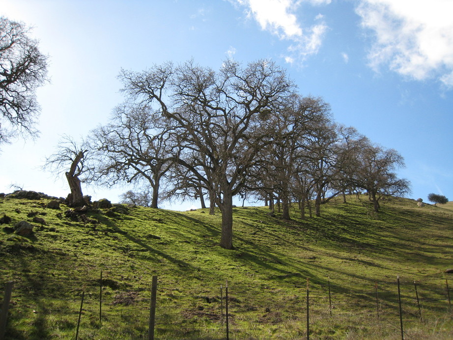 Milpitas, CA: Hill with trees in Milpitas