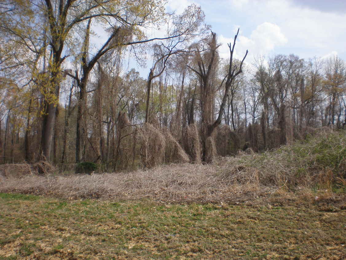 Horn Lake, MS : Tree Webs
