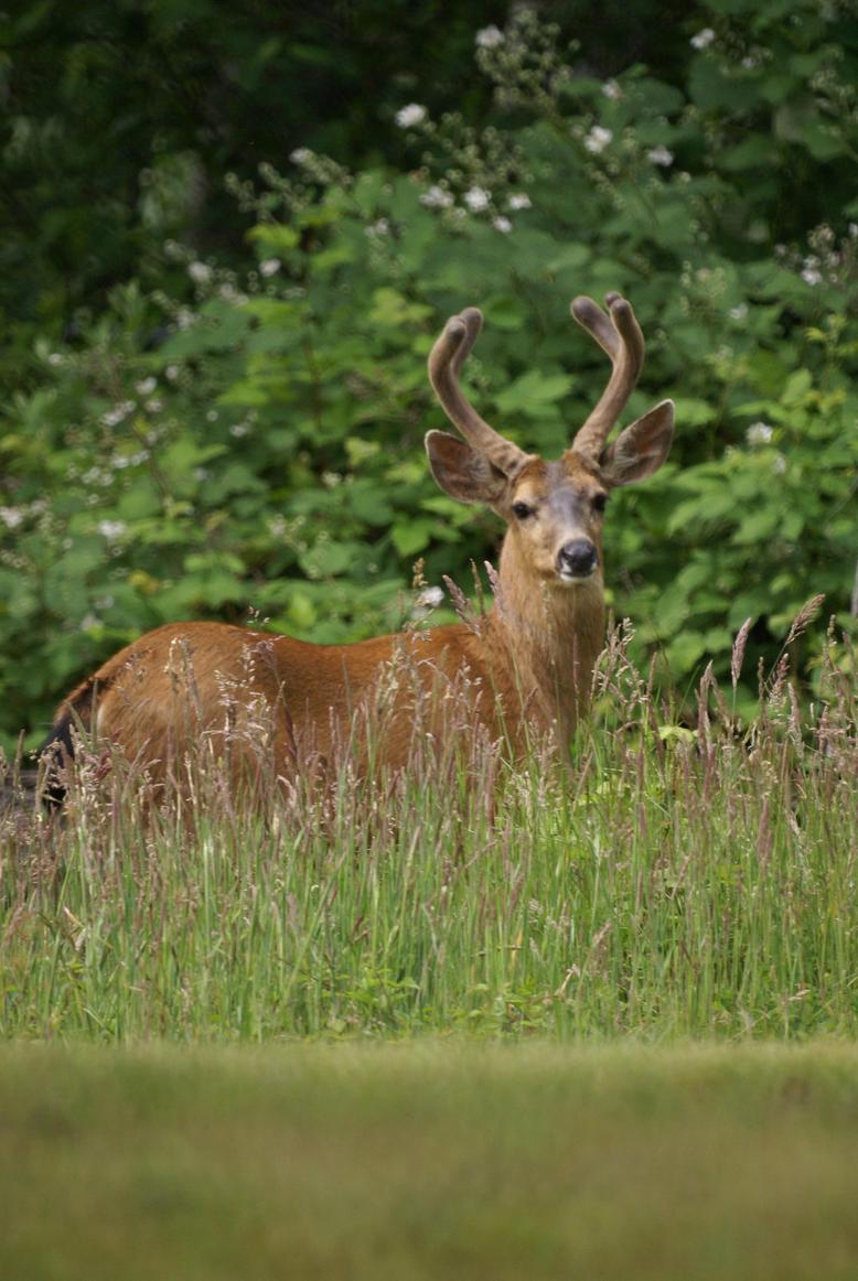 Ocean Shores, WA : handsome buck