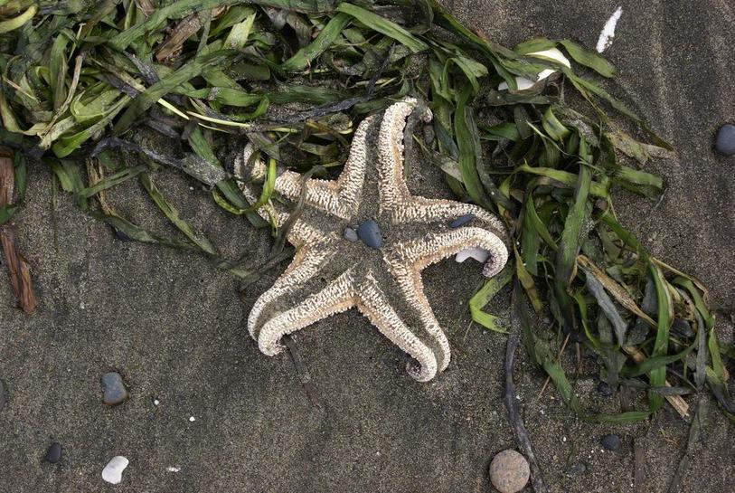 Ocean Shores, WA : starfish on the beach