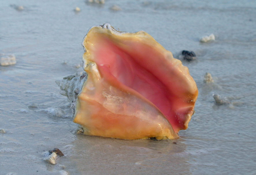 Marathon, FL : Queen Conch Shell