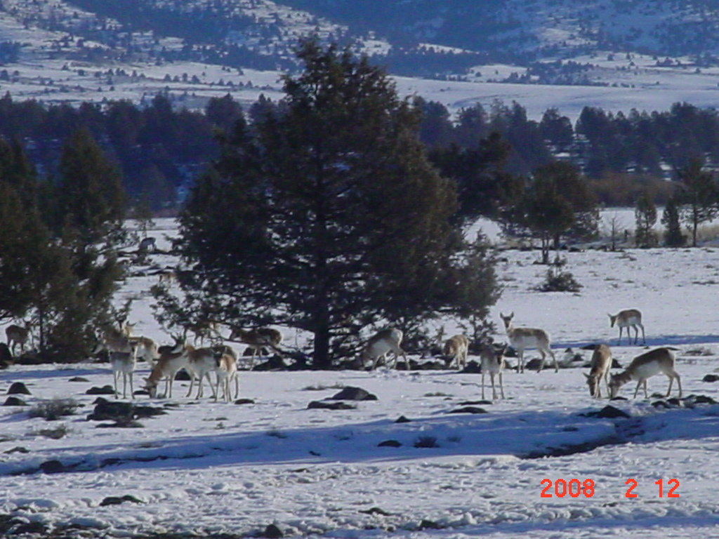 Adin-Lookout, CA : Antelope grazing in Lookout