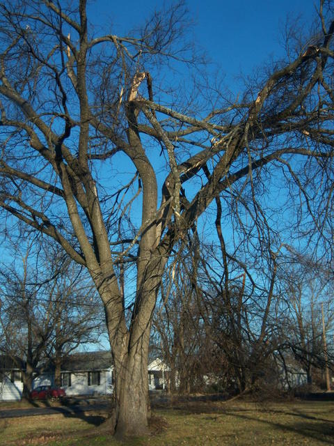 Lamar, MO : Ice Storm Damage on Gulf Street