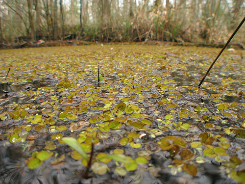 Springfield, LA : swamp