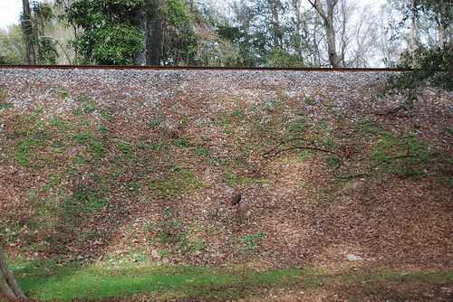 Albany, LA : big hill