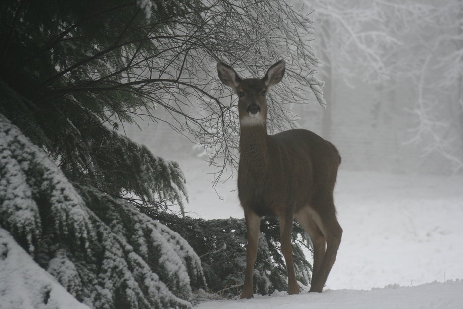Washougal, WA : deer in the washougal winter