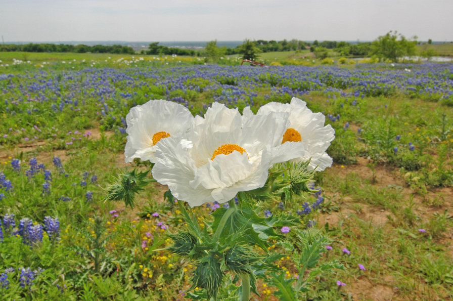 Georgetown, TX: Picture taken in South Georgetown on one of the highest points in Texas