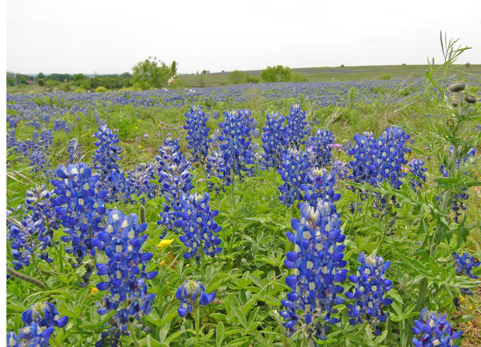 Georgetown, TX: Taken in South Georgetown - one of the highest points in Texas