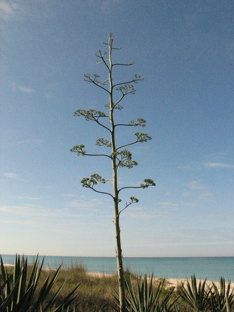 Nokomis, FL : Nokomis Beach