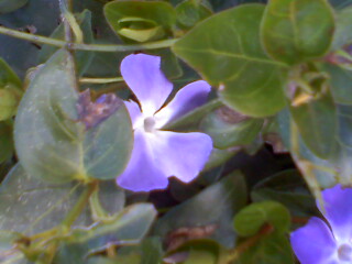 Brookings, OR : brookings bloom