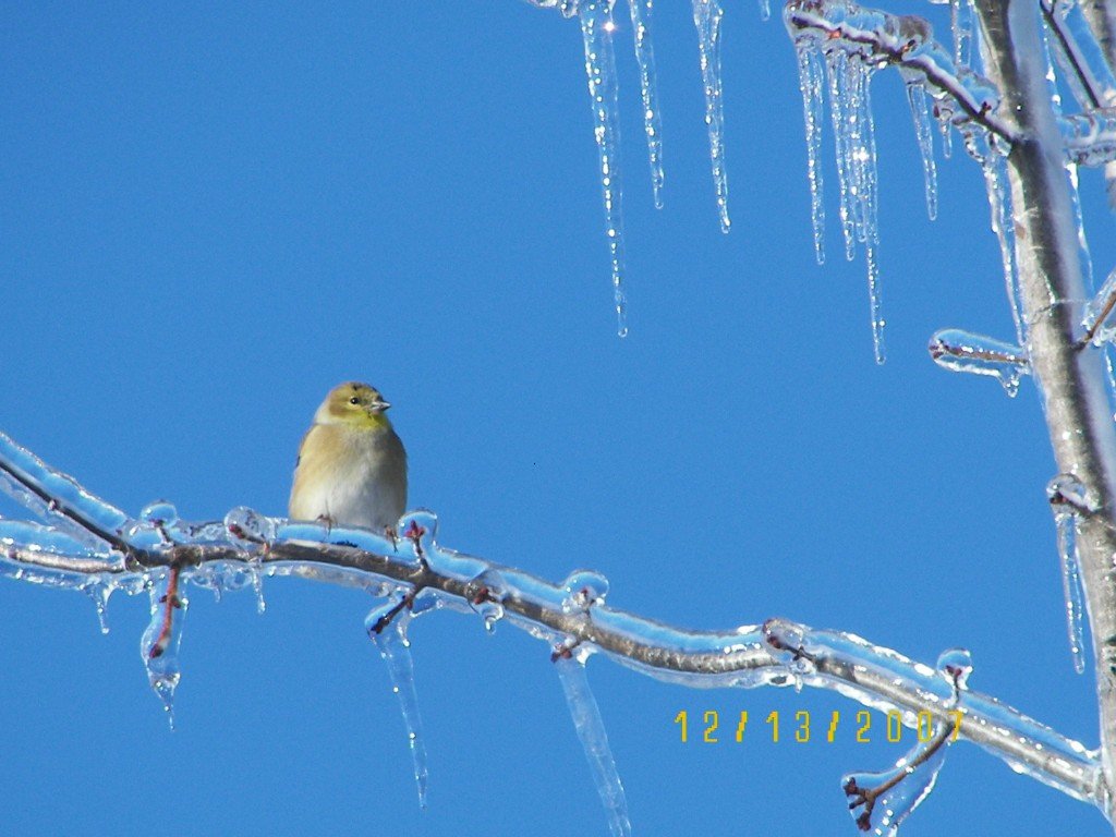 Oregon, MO : Icestorm Dec 2007  Gold Finch on iced tree limb