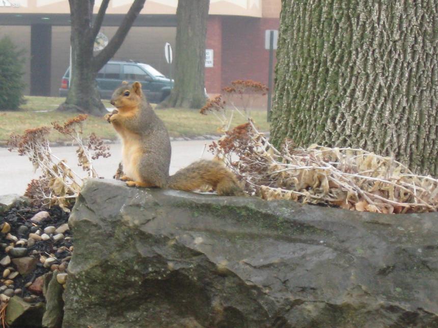 Martinsville, IN: squirrel on washington street
