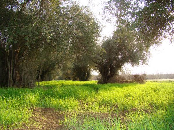 Tulare, CA : Country Life of Tulare