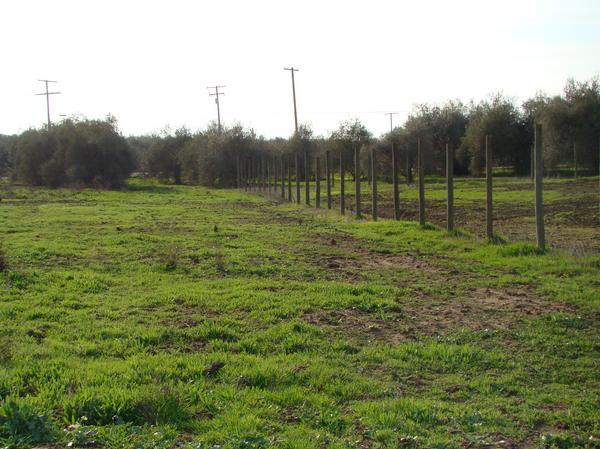 Tulare, CA : Country Life of Tulare