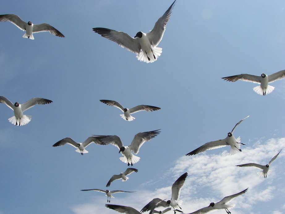 Ocracoke, NC : Sea Gulls follow ferry boat to Ocracoke