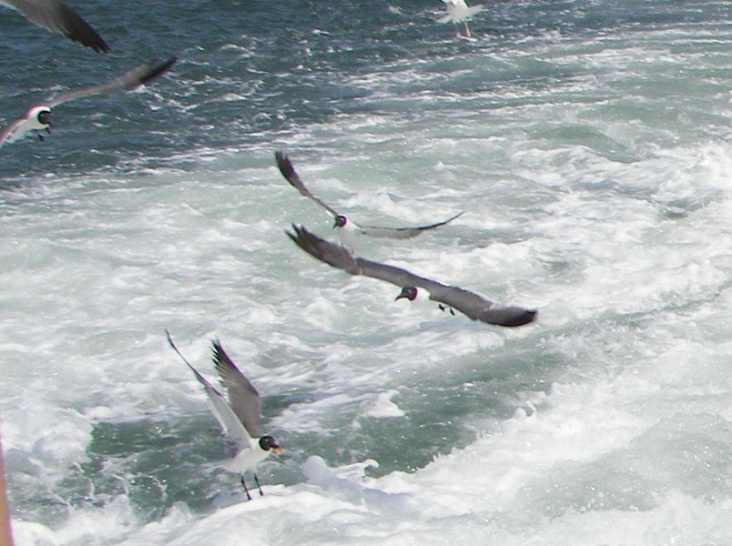 Ocracoke, NC : Sea Gulls follow ferry boat to Ocracoke