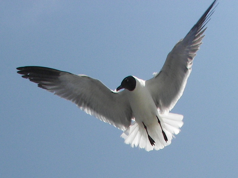 Ocracoke, NC : Seagull