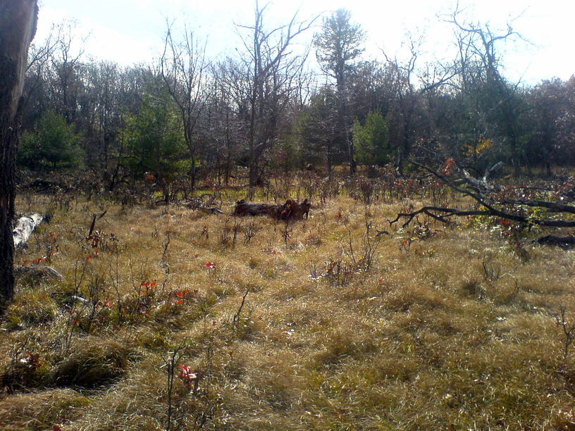 Oxford, WI : woods