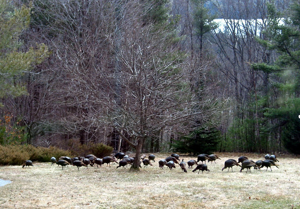 Weare, NH: Front yard visitors to my Weare, NH home