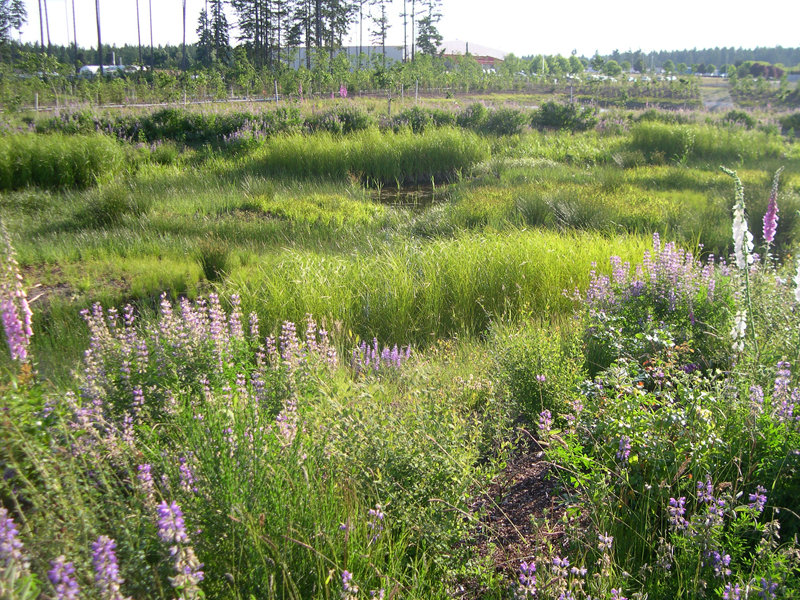 Lacey, WA: Wetland Meadow, Lacey, WA