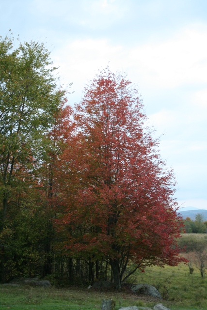 Fairfield, VT : Autumn in Fairfield