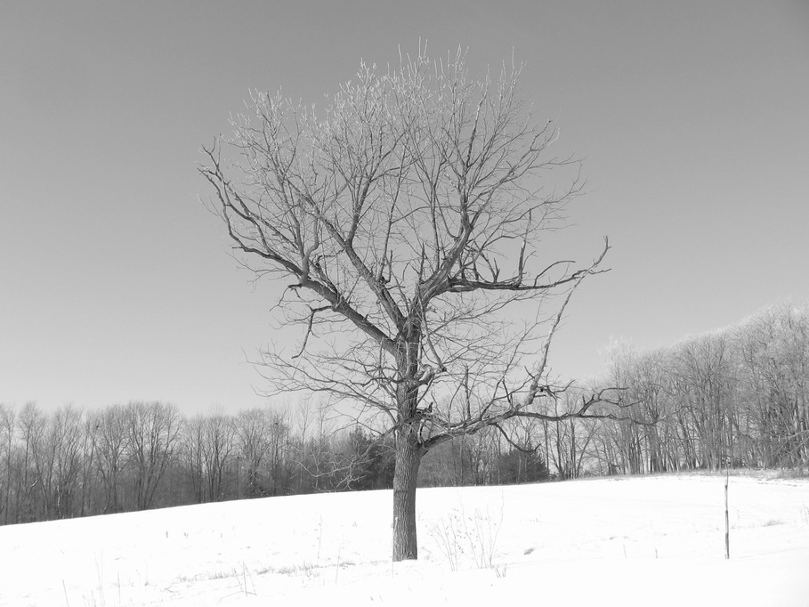 Waverly, IA: Lone tree in Waverly Field