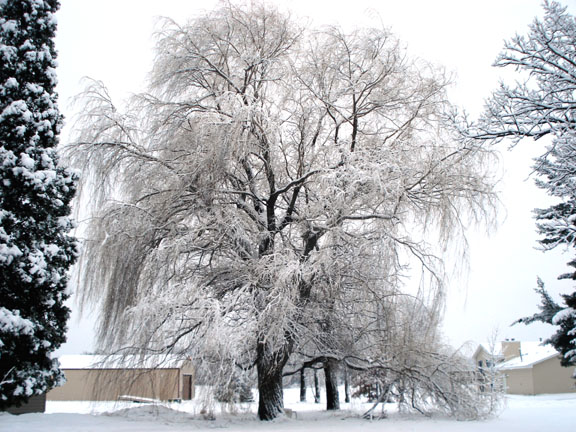 Oak Grove, MN: Snowy Willow