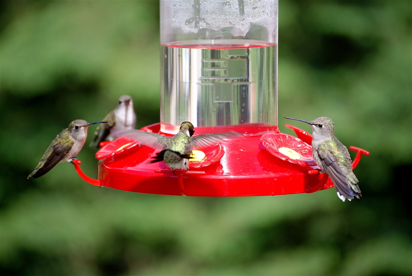 Glenwood Springs, CO: Hummingbirds, Glenwood Springs, CO
