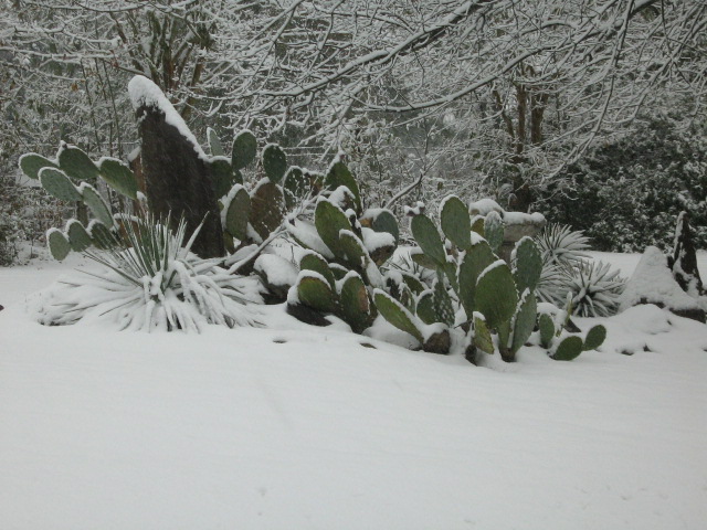 Ellisville, MS : Snow in Ellisville!  January 2008 brought this unique picture here in Ellisville!