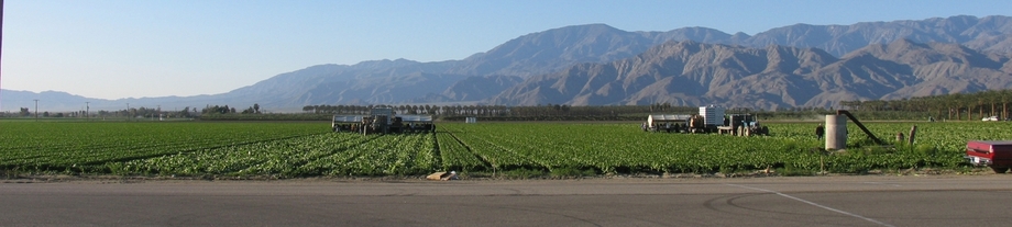 Coachella, CA: Lettuce Fields