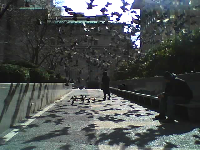 Pittsburgh, PA: Pigeons in Mellon Square