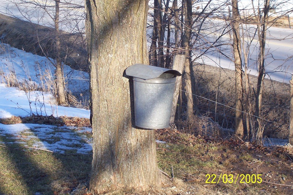 Fairfield, VT : Sap's Running