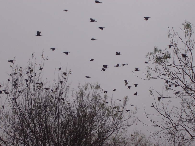Kemp, TX: December Birds in Kemp