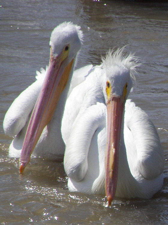 Poydras, LA: Carnarva canal, pelicans feed on fish here