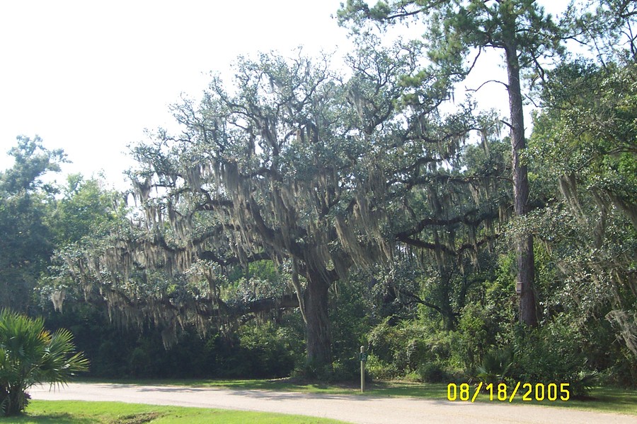 Tickfaw, LA Tickfaw Wind photo, picture, image (Louisiana) at city