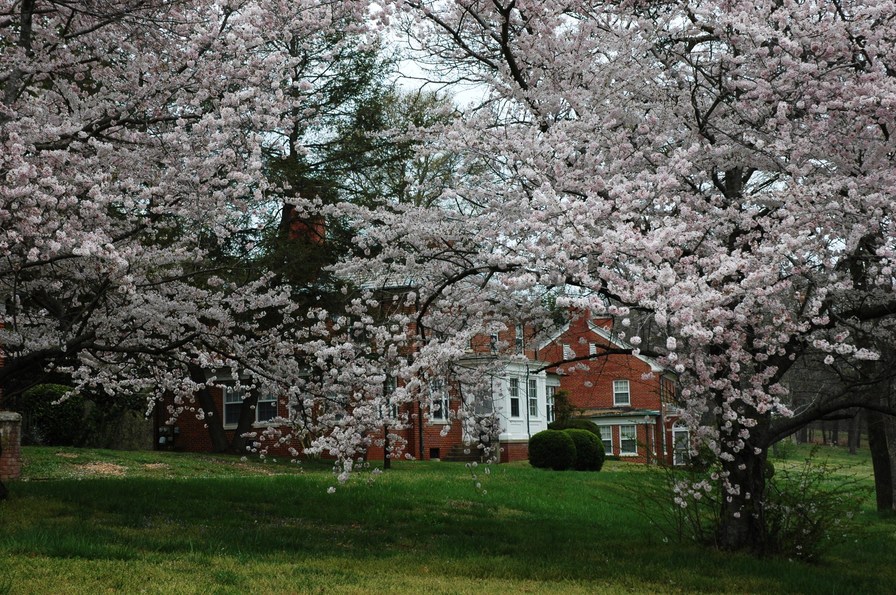 Fort Oglethorpe, GA: Cherry Blossoms on Thomas Road