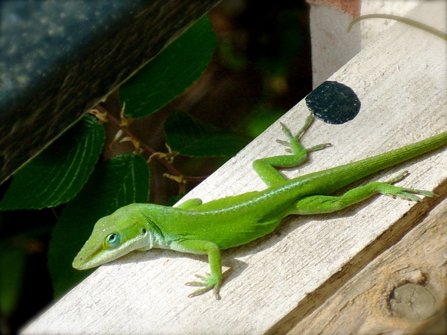 Austin, TX: Porch Lizard