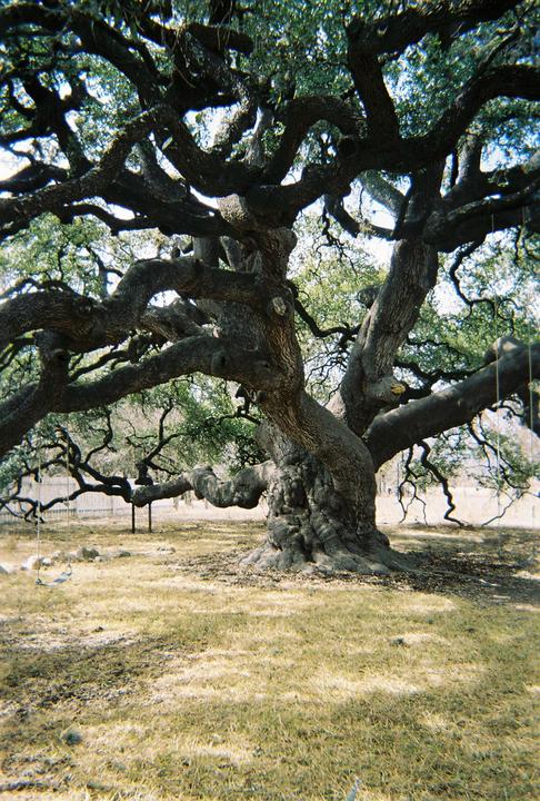 Leakey, TX: oldest oak
