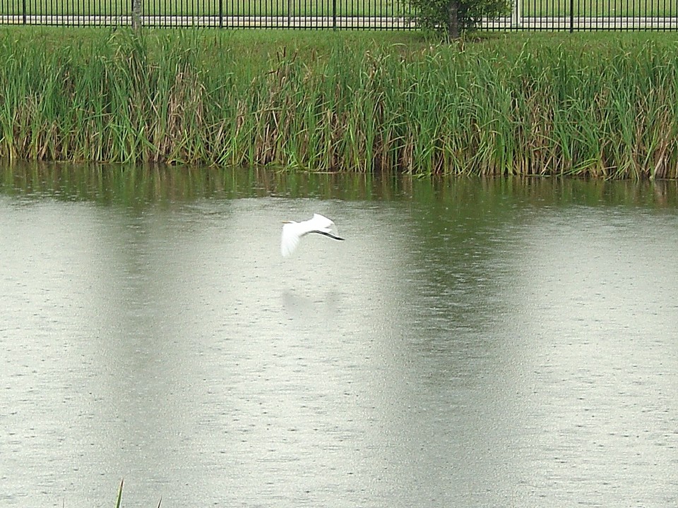 Orange Park, FL : Picture taken at a pond on Fleming Island