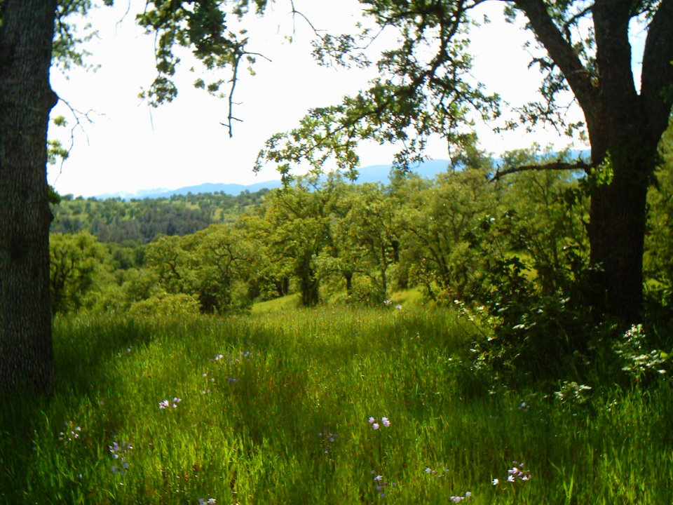 Rancho Tehama Reserve, CA : Rancho's Springtime