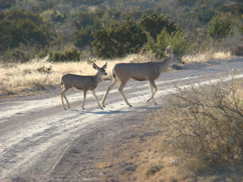 Fort Stockton, TX: Doe Mule Deer and Bambi at the Glass Mountian Ranch