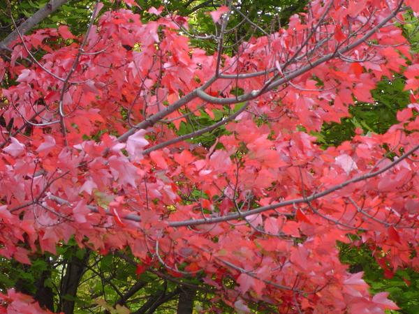 Leetonia, OH : Autumn in Leetonia