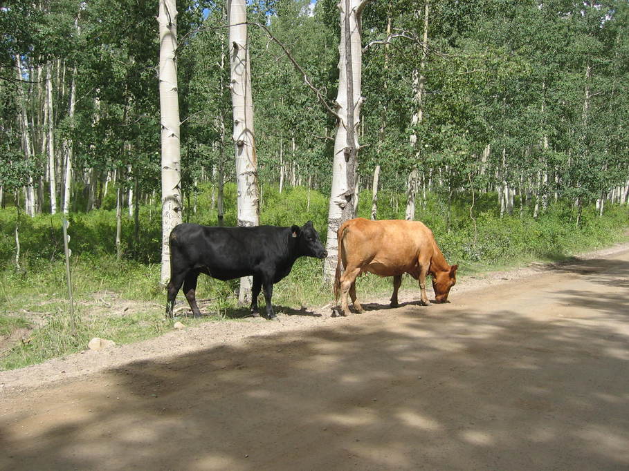 Grand Lake, CO : Friends of the Forest down for an evening stroll