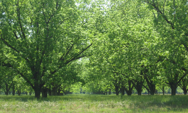 Brooklet, GA: Brooklet Pecan Trees