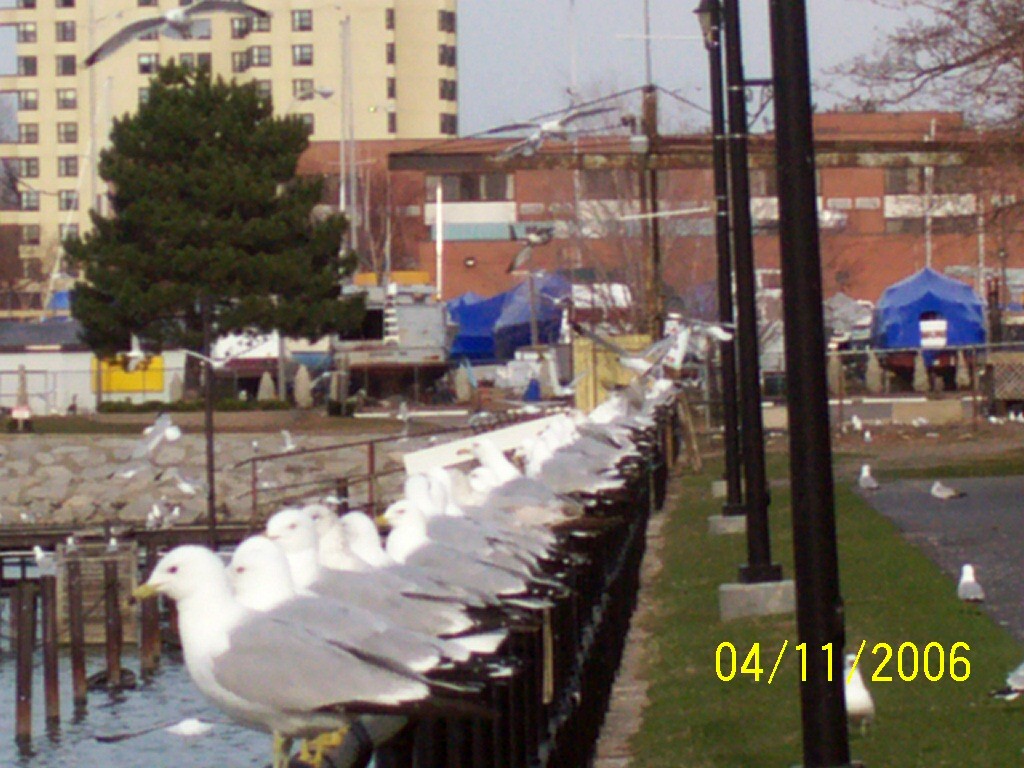 Dunkirk Ny Birds Lake Erie Photo Picture Image New York At City