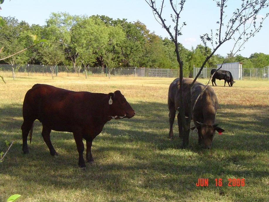 Kennedale, TX: Cattle graze on private property near Swiney-Hiett Rd.